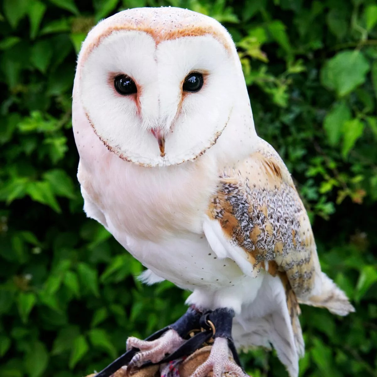 How Much Is A Pet Owl Gegu Pet